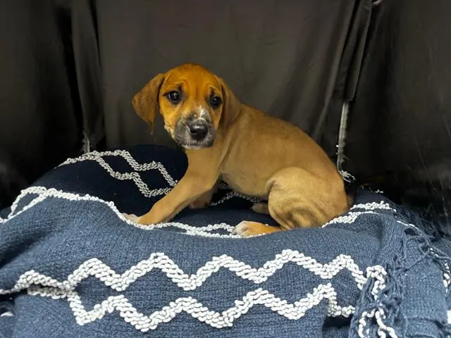 Adoptable Dog