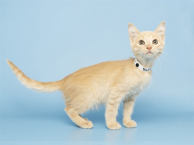 Wilbur