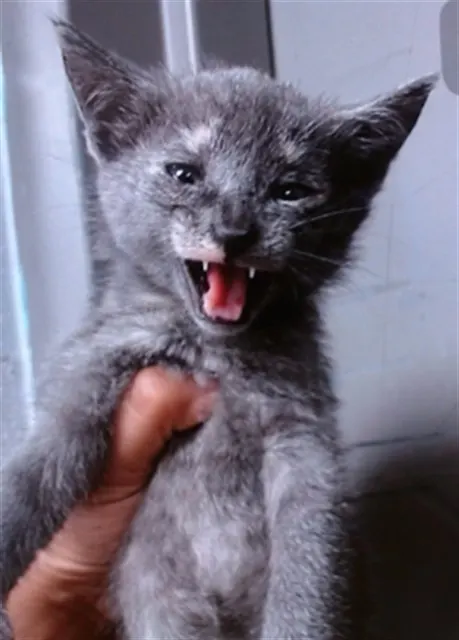 *Bat