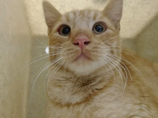 Adoptable Cat