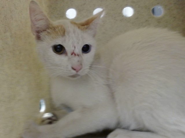Adoptable Cat