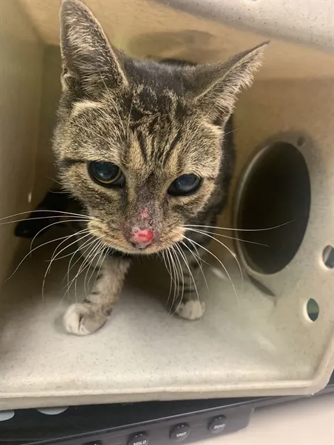 Adoptable Cat