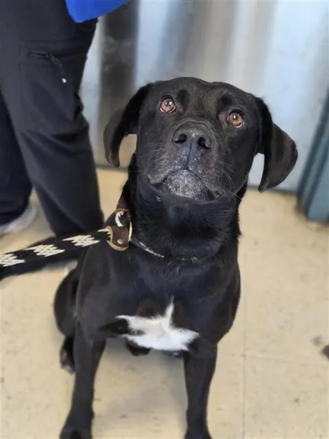 Adoptable Dog