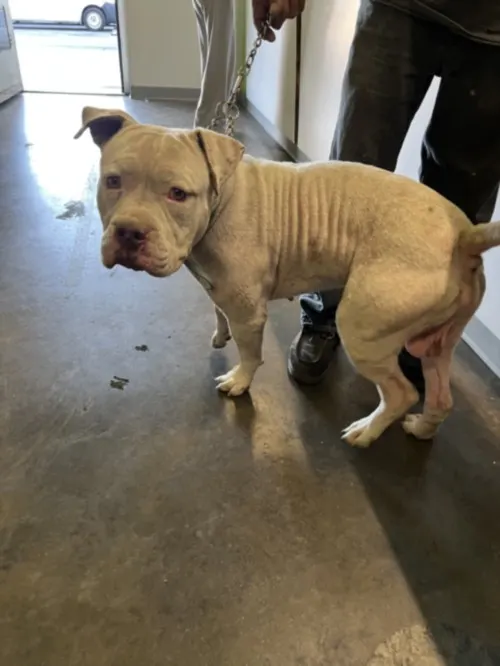 Adoptable Dog
