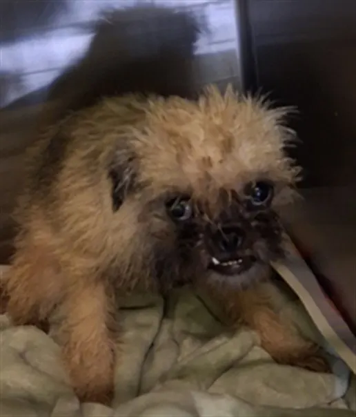 Adoptable Dog