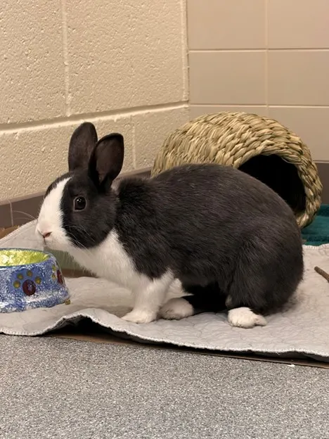 Dust Bunny