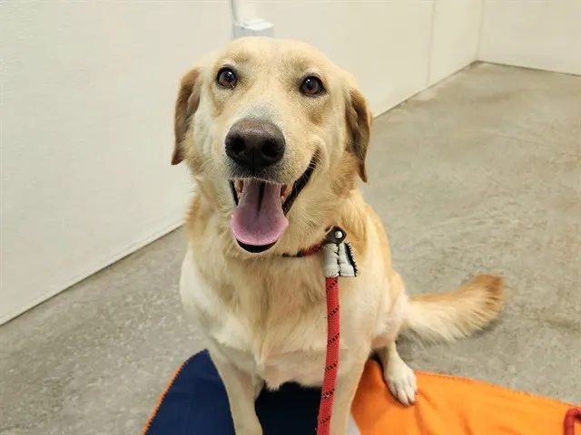 Rosie