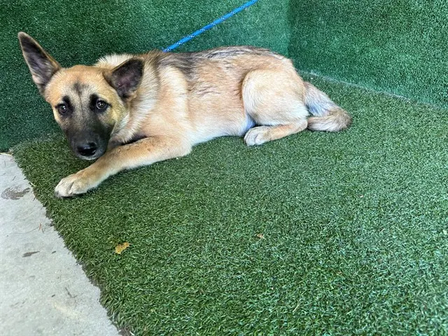 Zeus