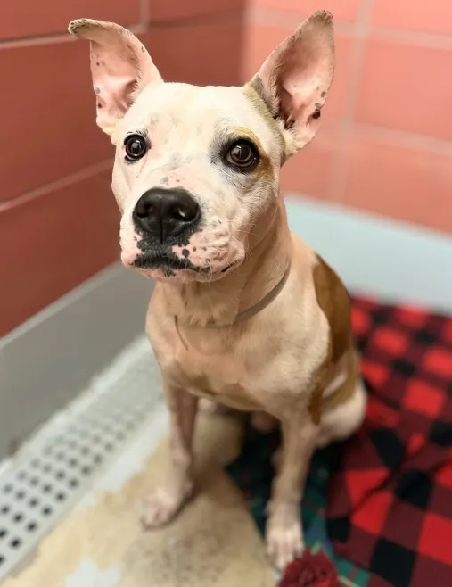 Adoptable Dog