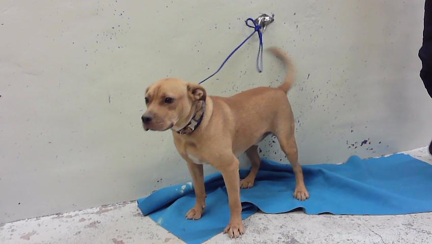 Adoptable Dog