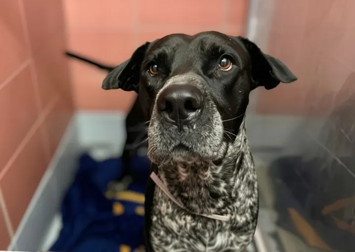 Adoptable Dog
