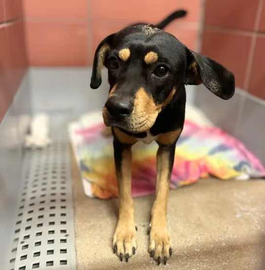 Adoptable Dog