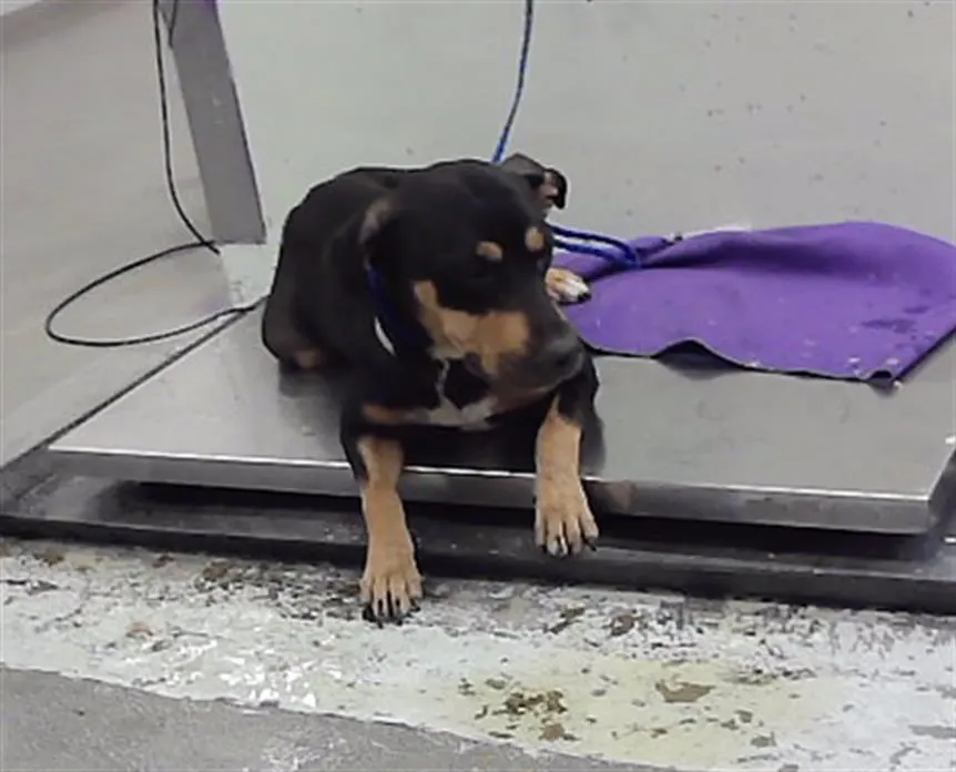 Adoptable Dog