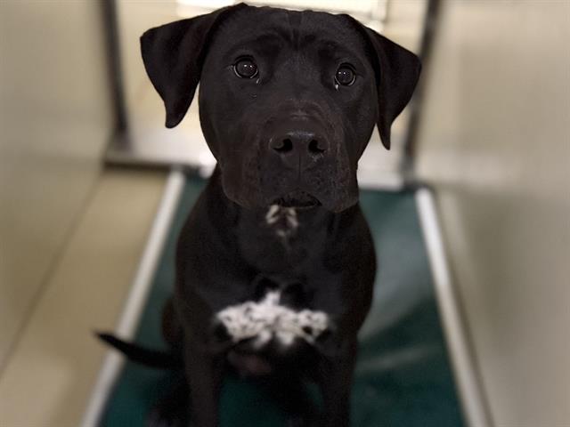 Adoptable Dog