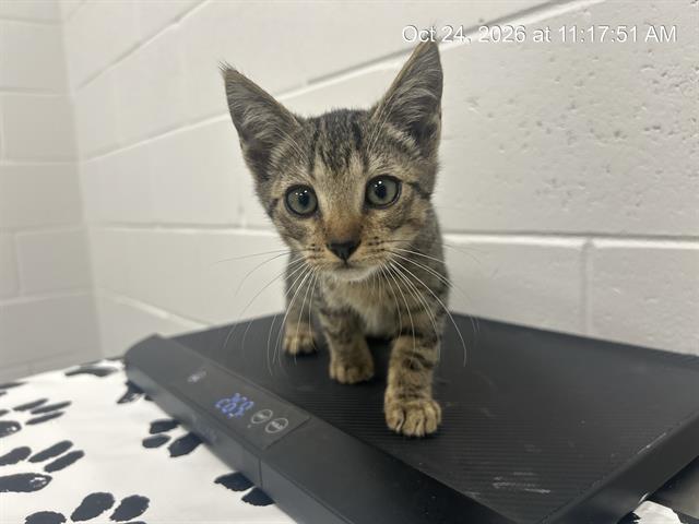 Adoptable Cat