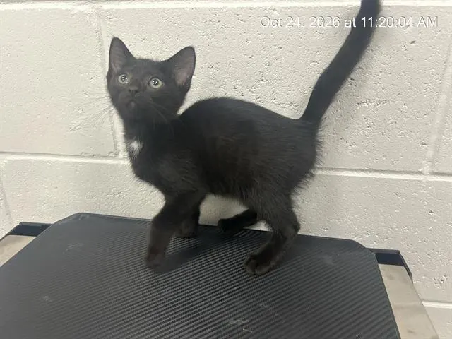 Adoptable Cat