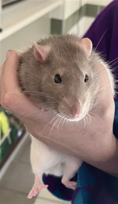 Zeke