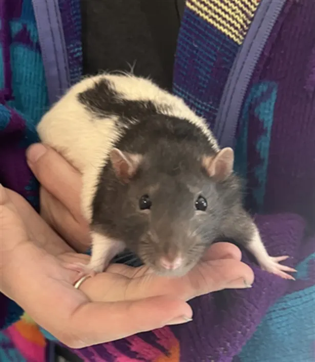 Andy