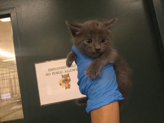Adoptable Cat