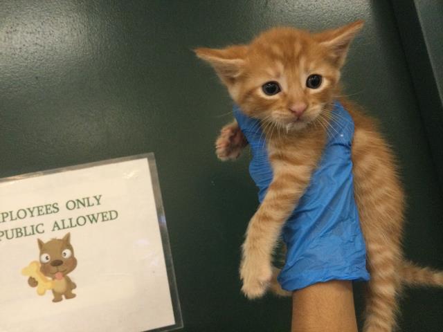 Adoptable Cat