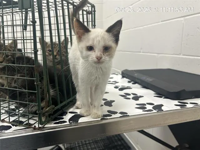 Adoptable Cat