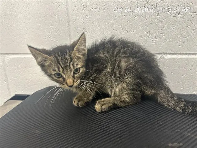 Adoptable Cat