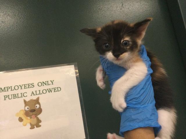 Adoptable Cat