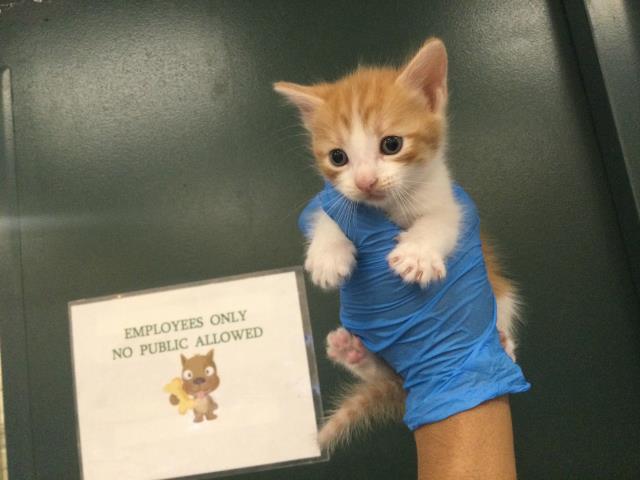 Adoptable Cat