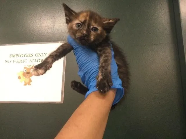 Adoptable Cat