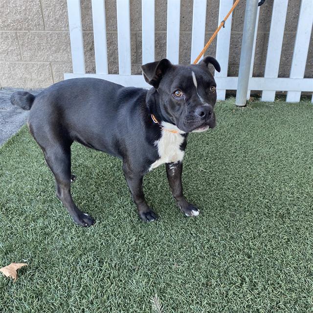 Adoptable Dog