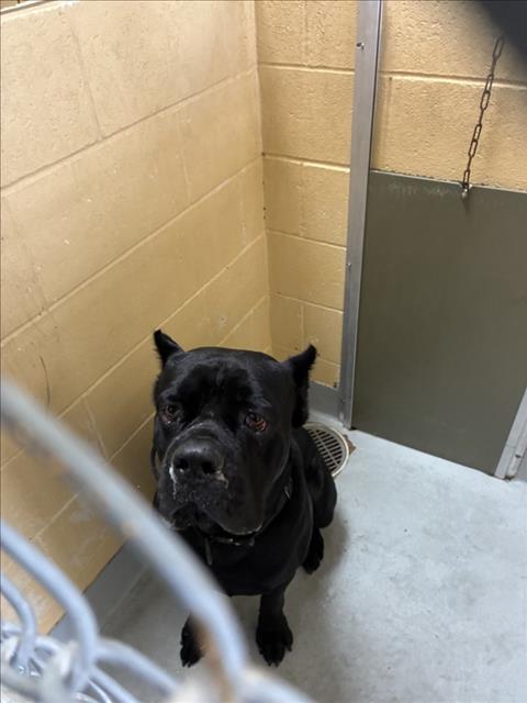 Roscoe