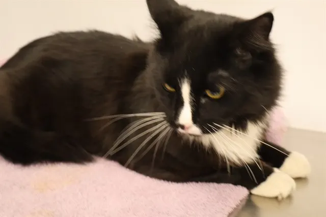 Adoptable Cat