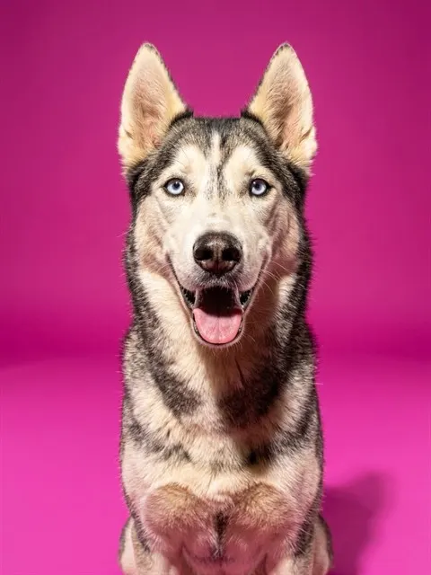 Gracie