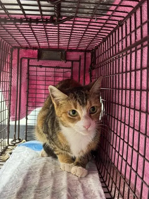 Adoptable Cat