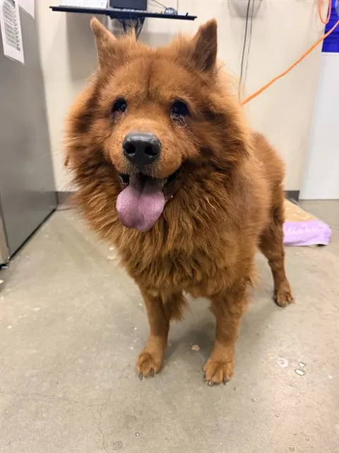 Mufasa