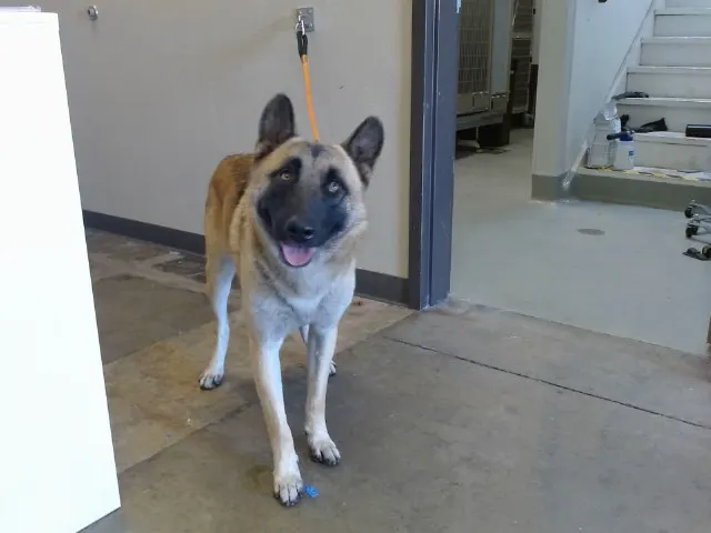Odin