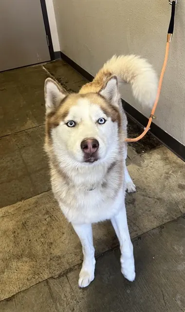 Toby