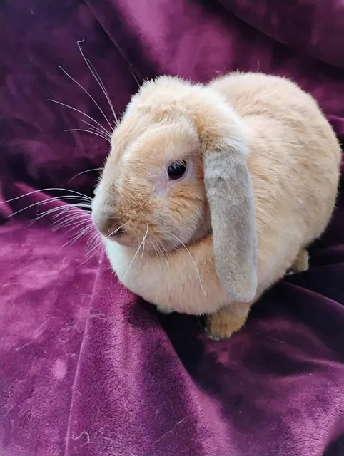 Bella
