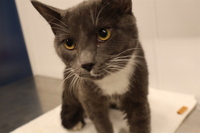 Adoptable Cat