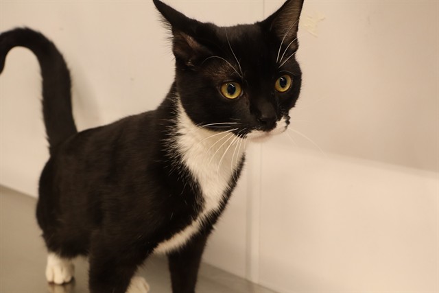 Adoptable Cat