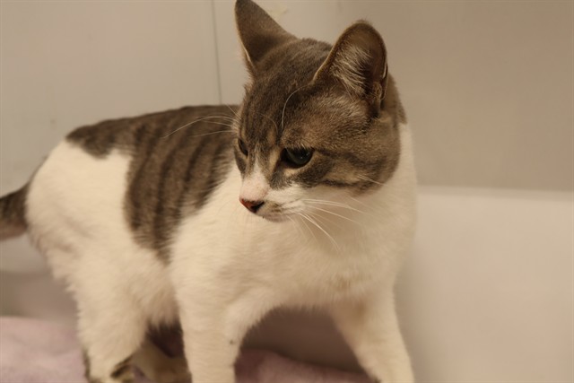 Adoptable Cat