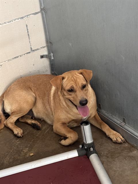 Adoptable Dog