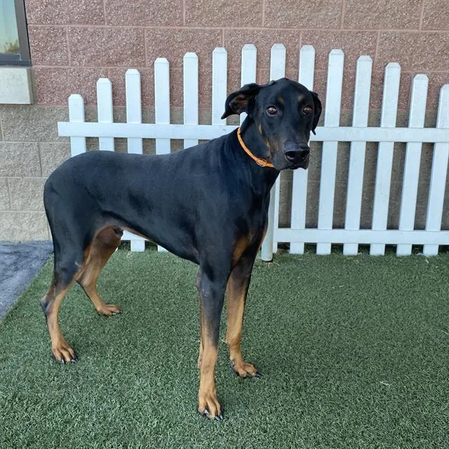Adoptable Dog