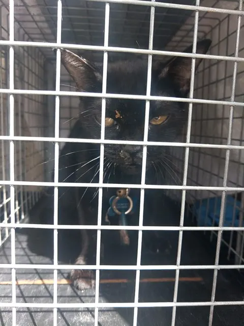 Adoptable Cat