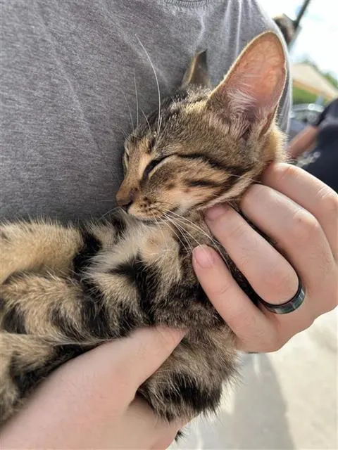 Adoptable Cat
