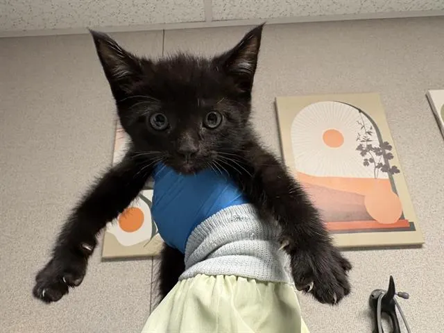 Bagel
