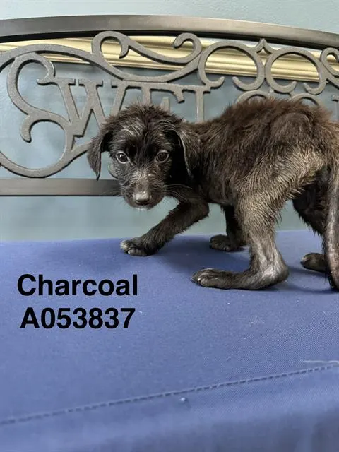 Charcoal