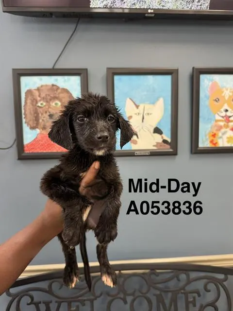 Mid-Day