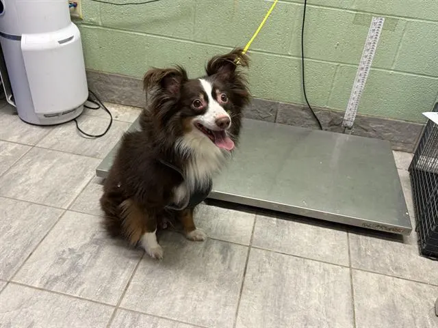 Simba