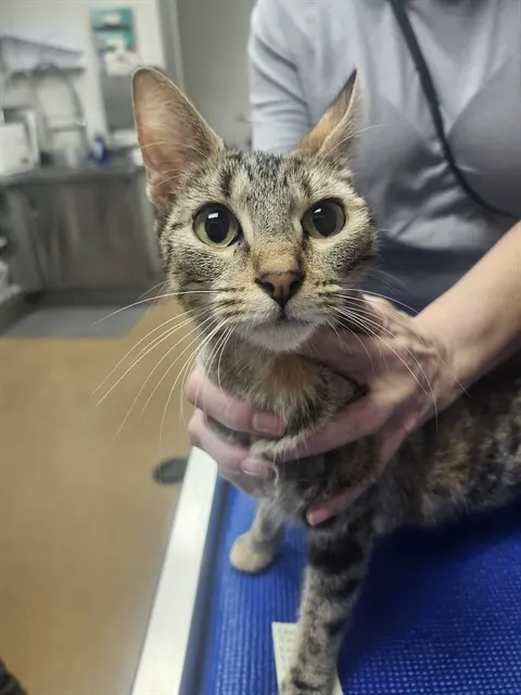 Mia